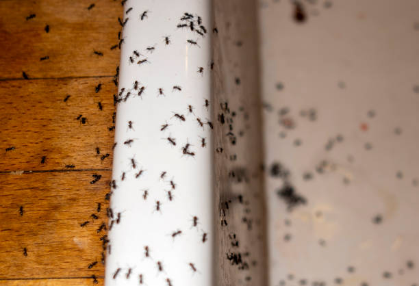Best Exterminator Services  in Wilton Center, CT